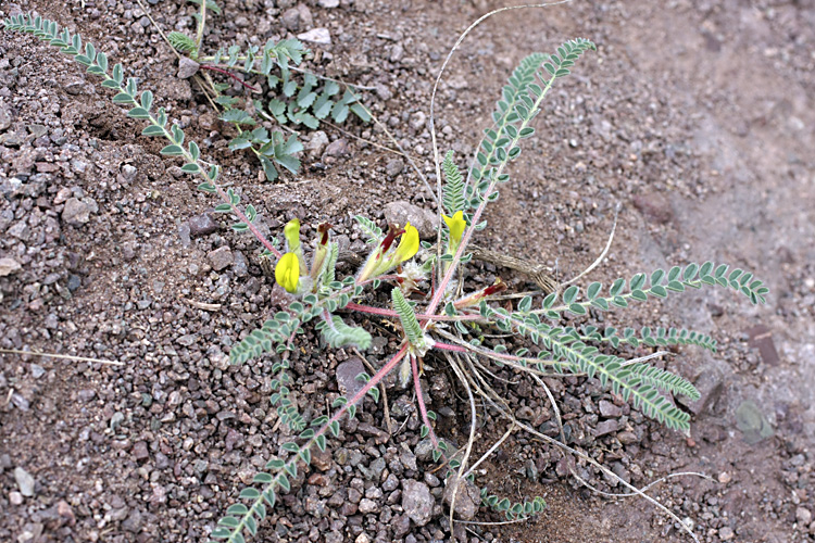 Изображение особи род Astragalus.