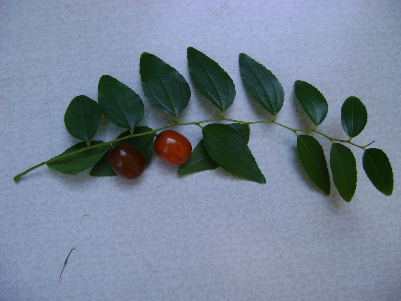 Image of Ziziphus jujuba specimen.