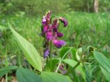 Lathyrus vernus. Соцветие. Московская обл., Раменский р-н, окр. дер. Хрипань, лесная поляна. 23.05.2006.