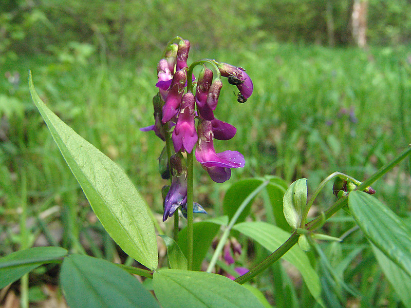 Изображение особи Lathyrus vernus.