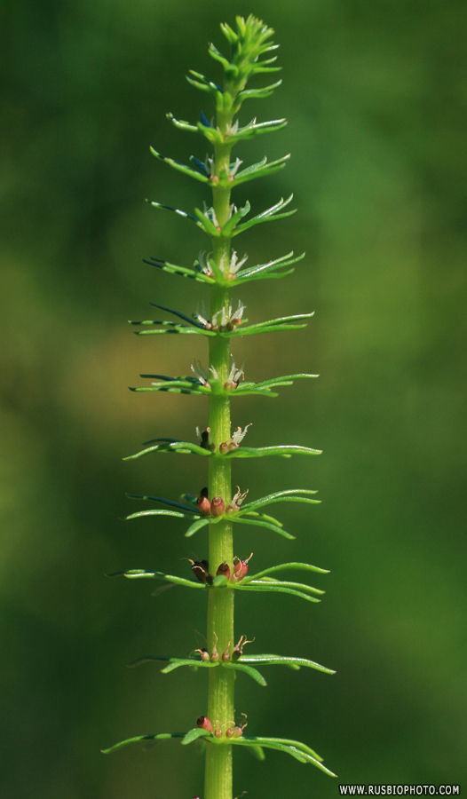 Изображение особи Hippuris vulgaris.