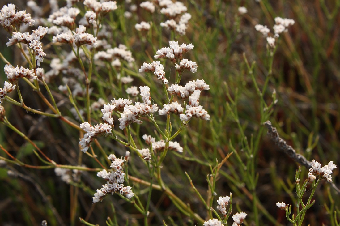 Изображение особи Limonium caspium.