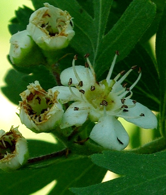 Image of Crataegus pontica specimen.