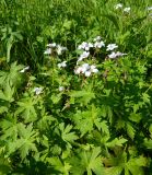 Geranium krylovii