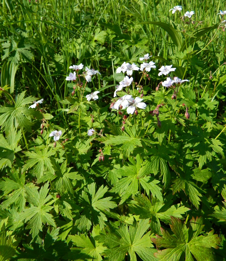 Изображение особи Geranium krylovii.