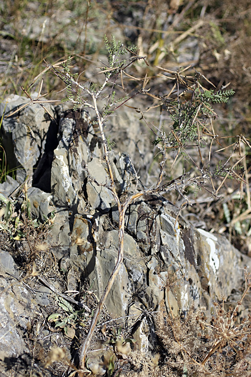 Image of Astragalus neolipskyanus specimen.