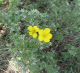 Dasiphora parvifolia. Цветущее растение. Читинская обл., Даурский заповедник, хр. Адун-Челон. 19.07.2011.