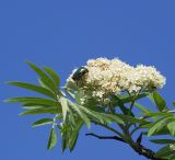 Sorbus aucuparia