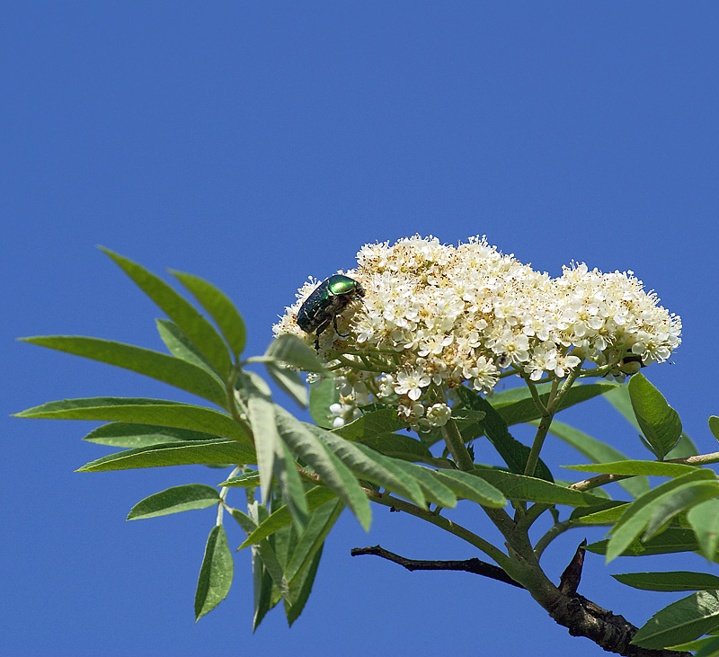 Image of Sorbus aucuparia specimen.