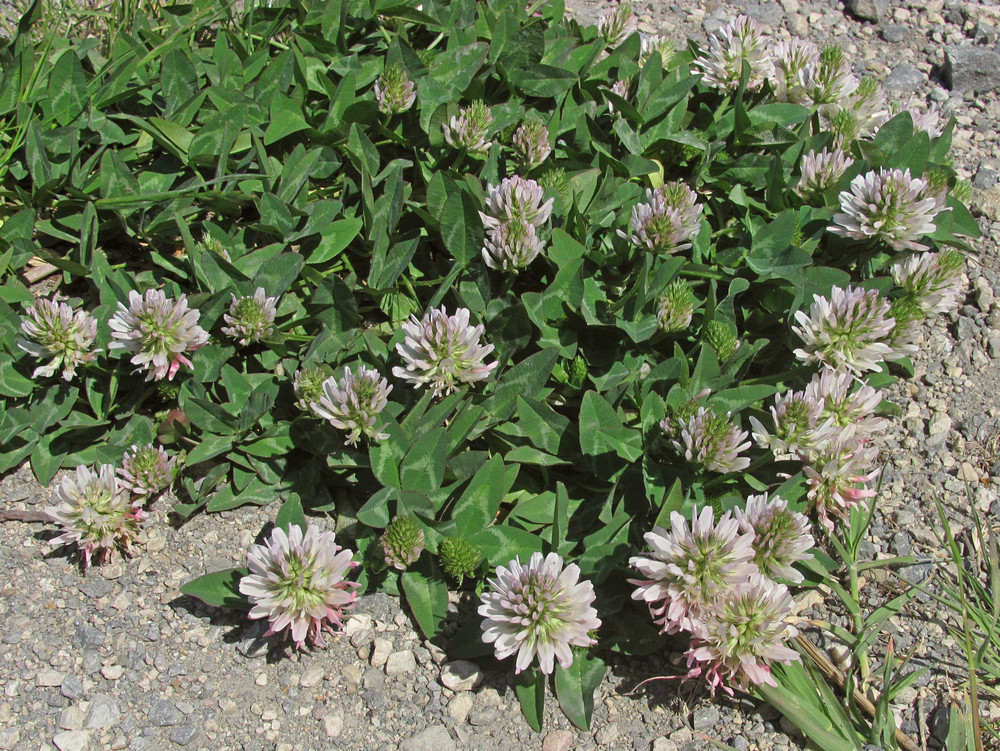 Image of Trifolium ambiguum specimen.