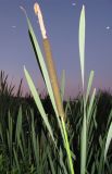 Typha latifolia. Отцветшее растение. Чувашия, г. Чебоксары, отсыпка щебня вдоль уреза воды Чебоксарского вдхр. 11.07.2011.