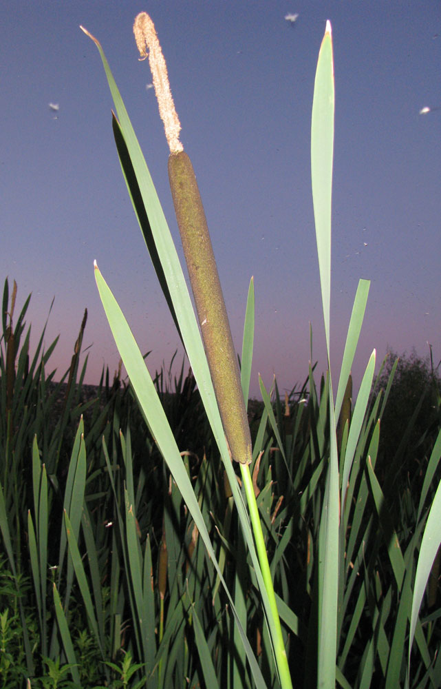 Изображение особи Typha latifolia.