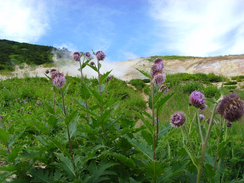 Image of Cirsium kamtschaticum specimen.