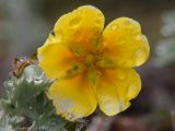 Potentilla stolonifera