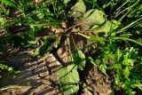 Rumex spinosus. Прикорневые листья. Израиль, Шарон, г. Герцлия, обрабатываемое поле. 30.11.2011.