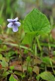 Viola epipsiloides. Цветущее растение в заболоченном лесу. Сахалин, Северо-Сахалинская равн., р. Вал. 24.06.2011.