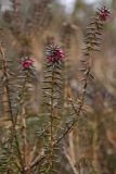 genus Empetrum. Верхушки побегов с цветками. Северный Сахалин, побережье Охотского моря, окр. оз. Ватунг. 20.06.2011.