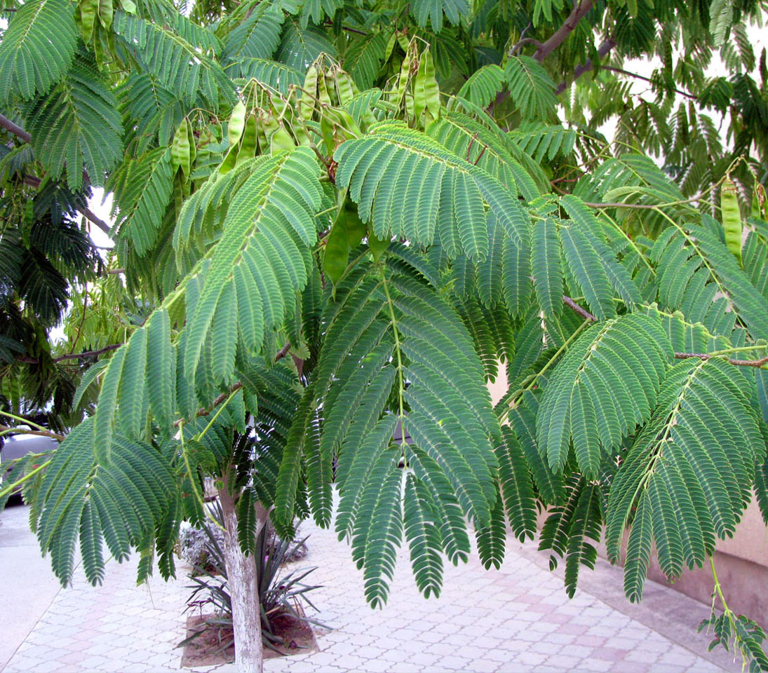 Image of Albizia julibrissin specimen.