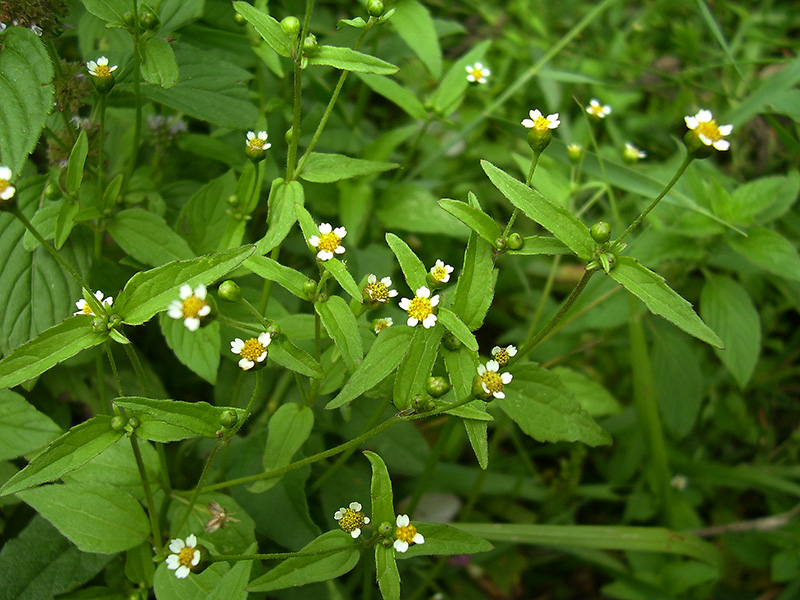 Image of Galinsoga parviflora specimen.