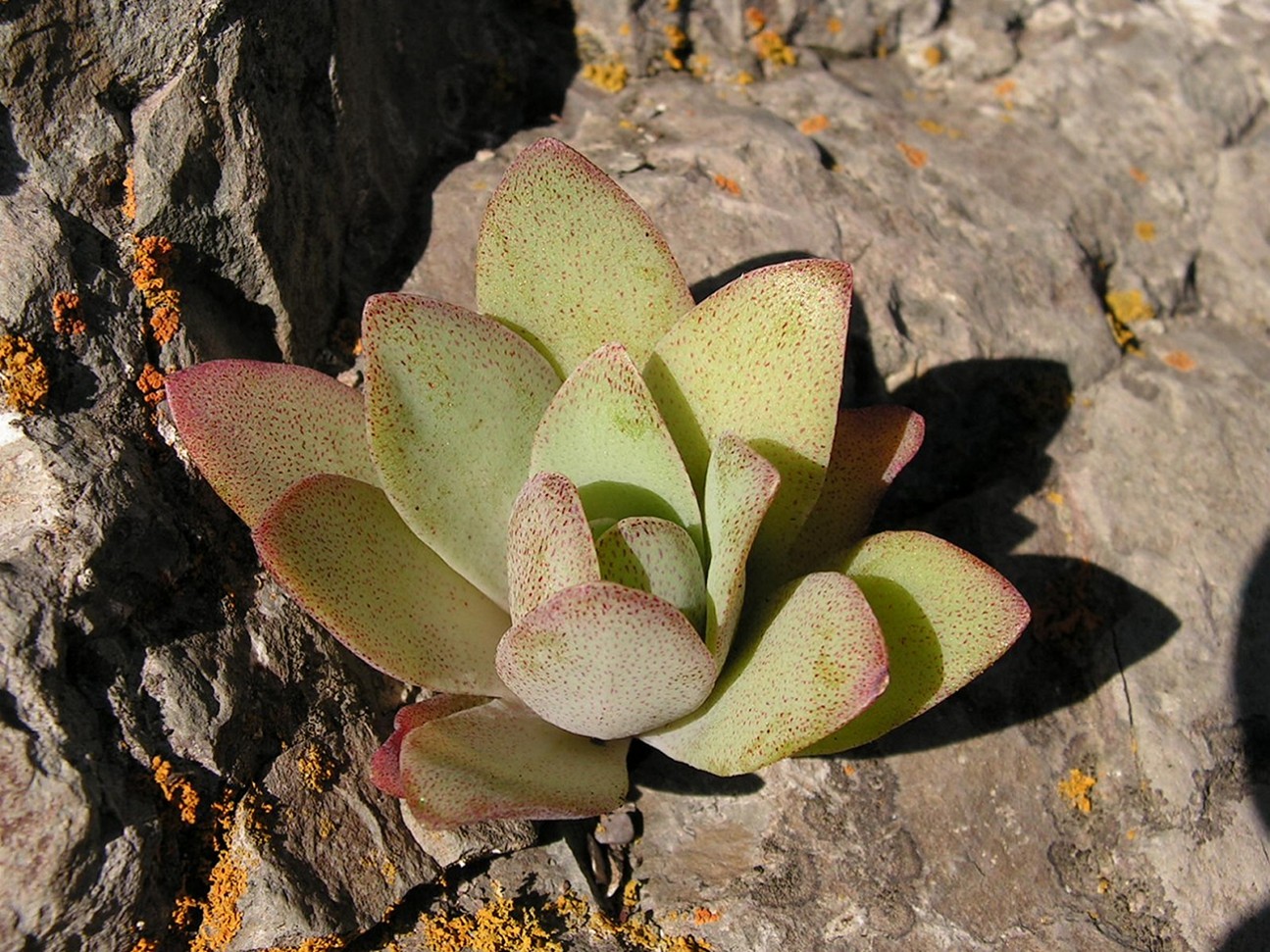 Изображение особи Orostachys malacophylla.