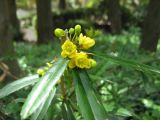 Berberis pruinosa