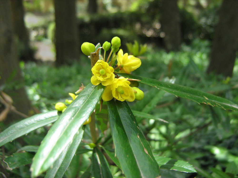 Изображение особи Berberis pruinosa.