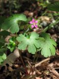 Geranium lucidum. Цветущее растение. Крым, окр. с. Резервное. 1 мая 2012 г.