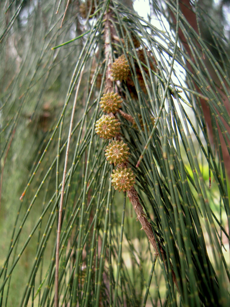 Image of Casuarina equisetifolia specimen.