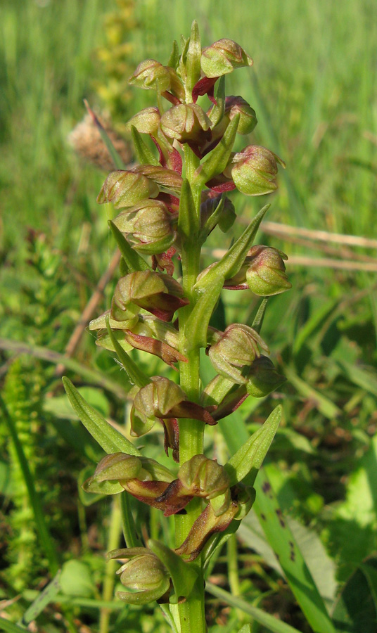 Image of Dactylorhiza viridis specimen.