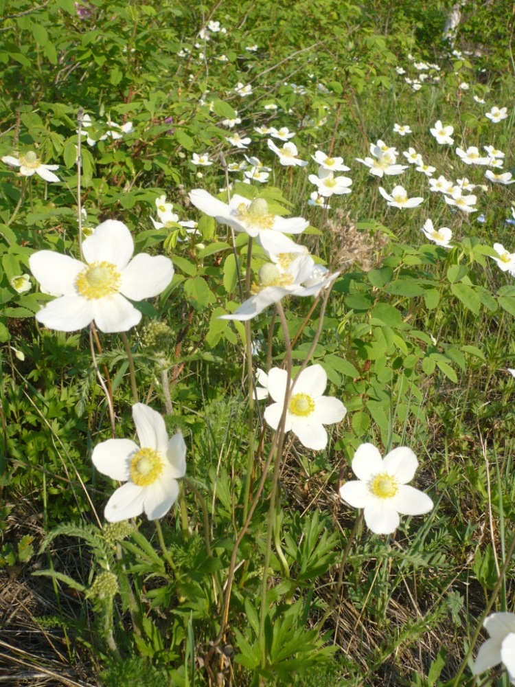 Изображение особи Anemone sylvestris.