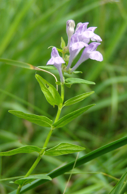 Image of Scutellaria hastifolia specimen.