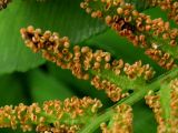 Osmunda regalis