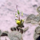 Cleome droserifolia. Цветок и листья. Израиль, Эйлатские горы. 07.06.2012.