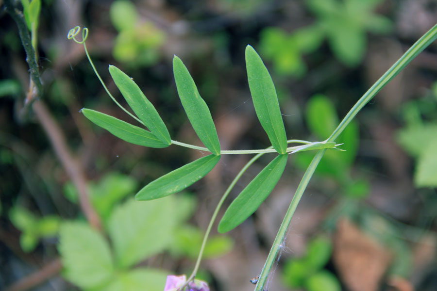 Image of Lathyrus pilosus specimen.