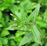 Epilobium roseum