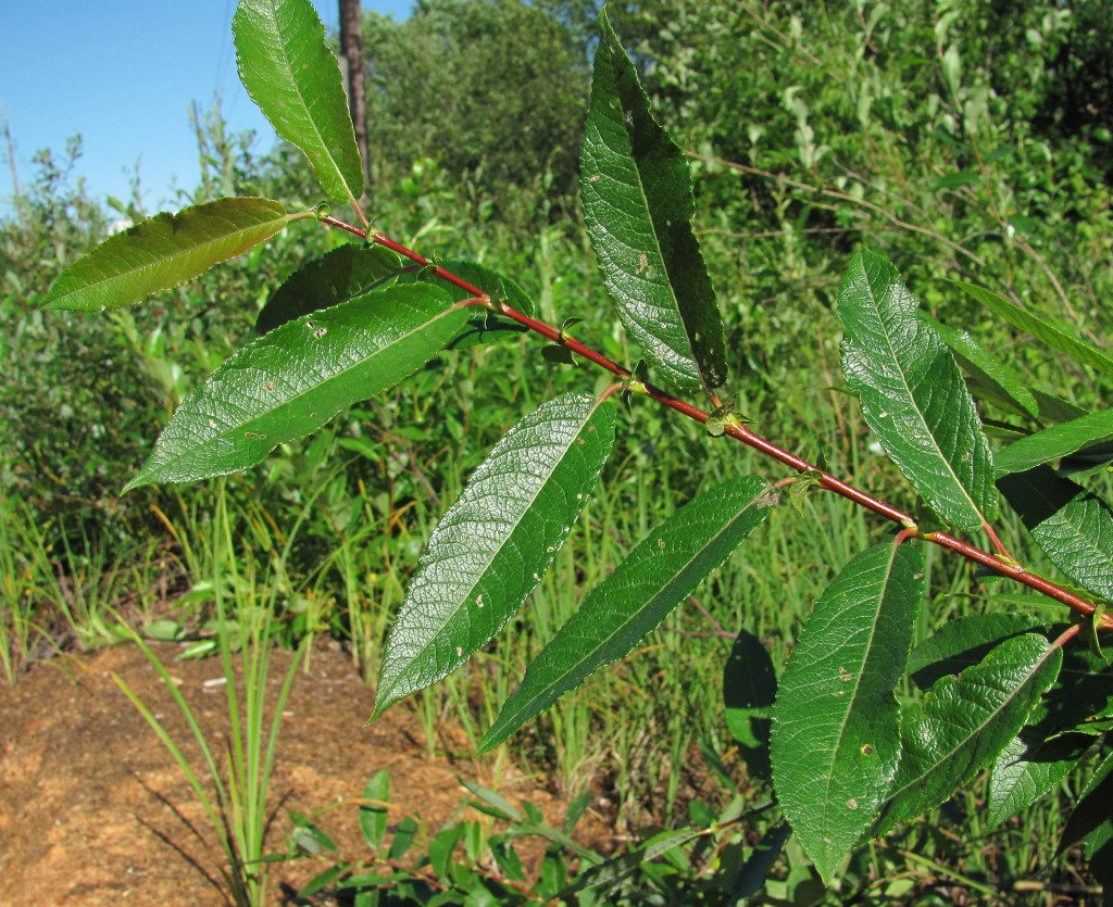 Image of Salix &times; tetrapla specimen.