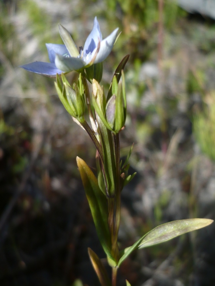 Изображение особи Lomatogonium rotatum.