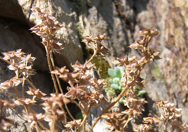 Изображение особи Sedum hispanicum.