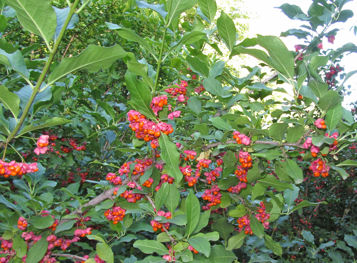 Изображение особи Euonymus europaeus.