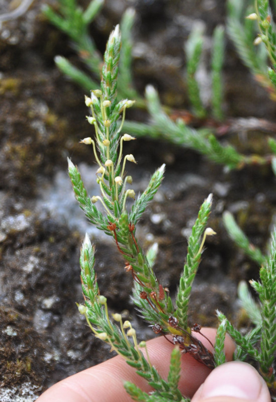 Изображение особи Cassiope ericoides.