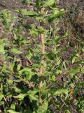 Oenothera depressa