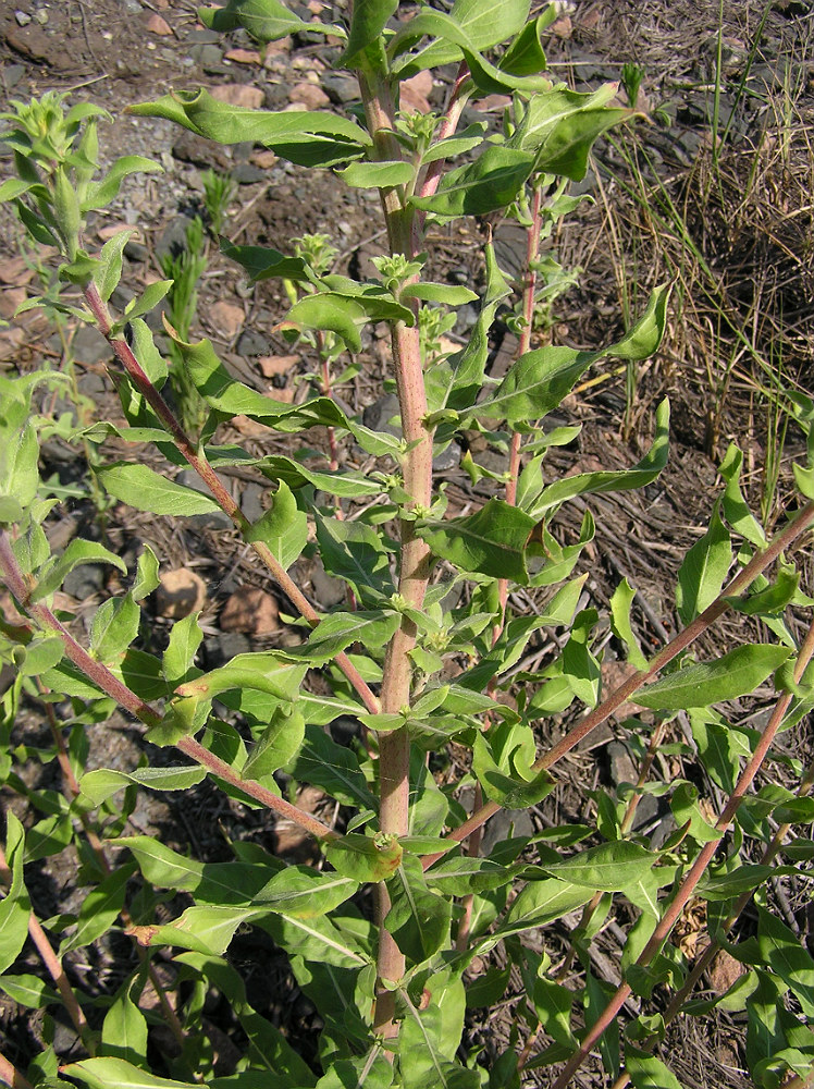 Image of Oenothera depressa specimen.