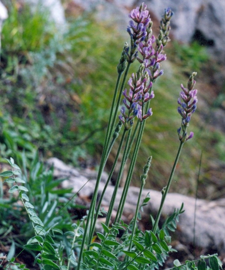 Image of Oxytropis spicata specimen.