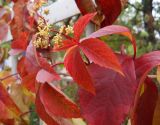 Parthenocissus quinquefolia