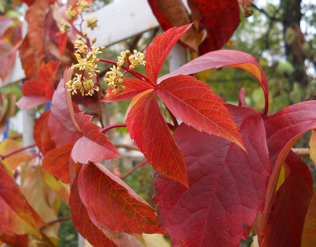 Изображение особи Parthenocissus quinquefolia.