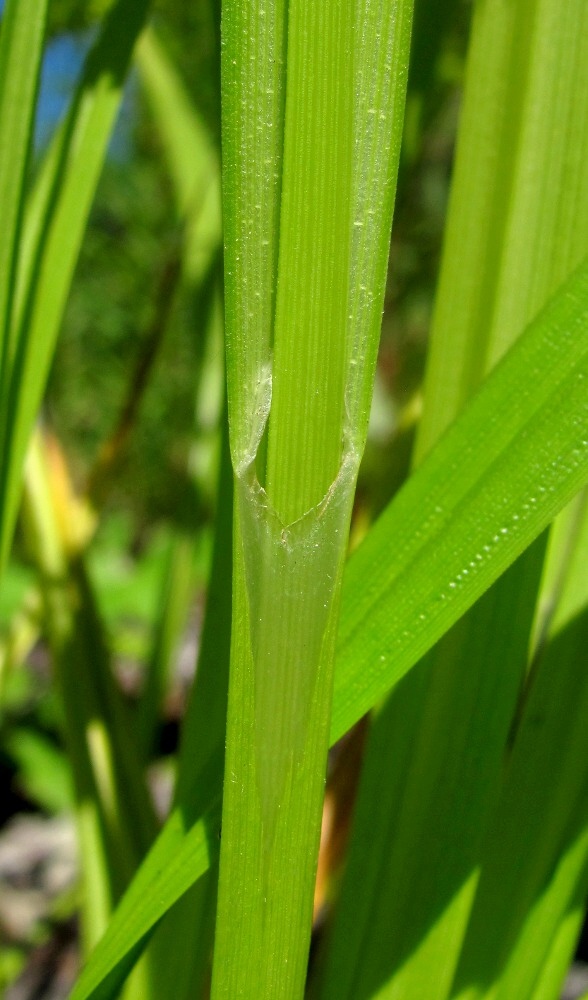 Изображение особи Carex pseudocyperus.