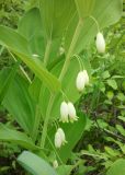 Polygonatum odoratum. Часть побега с цветками. Забайкалье, с. Новотроицк, река Кручина. 24.06.2012.