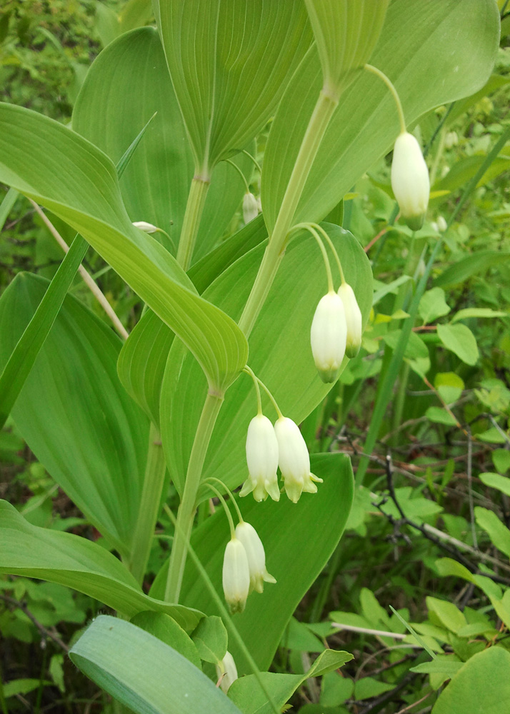 Изображение особи Polygonatum odoratum.