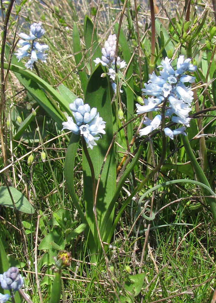 Image of Hyacinthella leucophaea specimen.