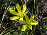 Gagea bohemica